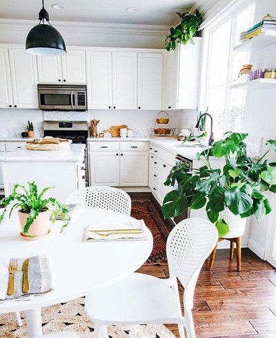 exciting pet friendly plants image by anitayokota indoor potted plants delivered to your door the sill exciting pet friendly plants image by anitayokota indoor potted plants delivered to your door the sill